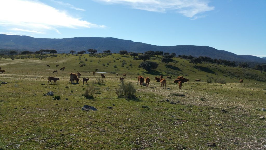 Ganado bovino limusin